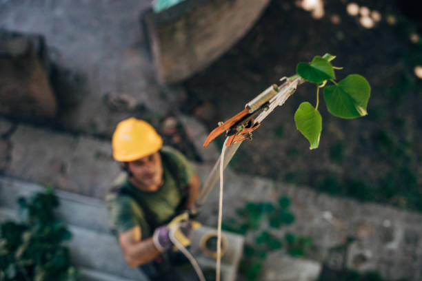 Best Tree Removal Near Me  in Privateer, SC